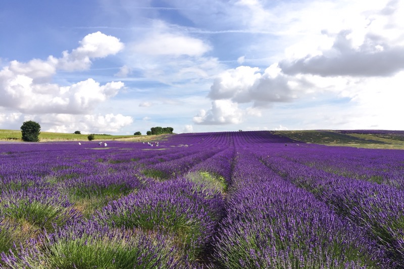 Hitchin Lavender field