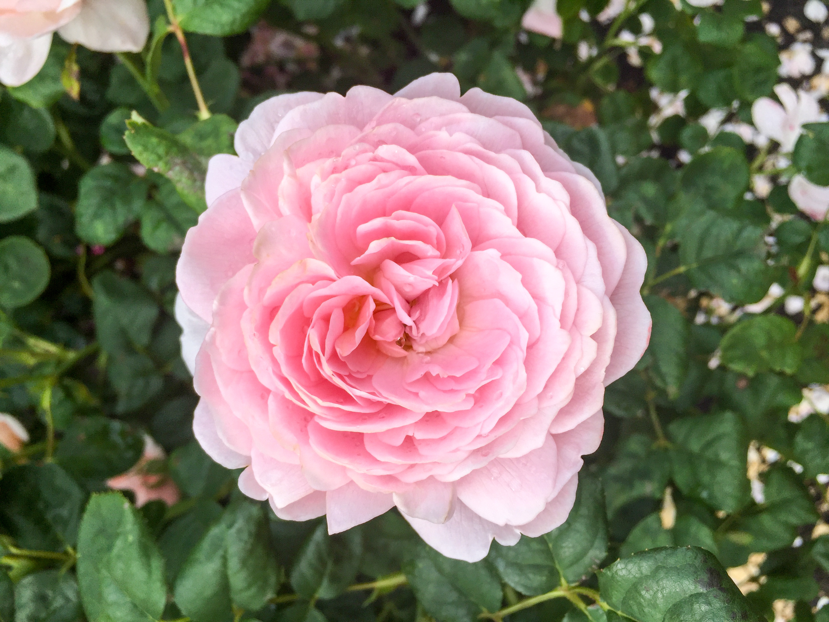 6月の香り ｜ 2種類のバラの香り | Rikyu